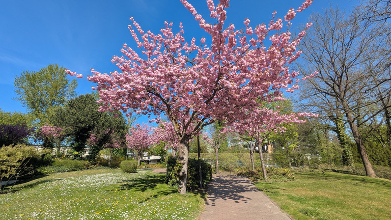 Blick in Park mit blühendem Baum